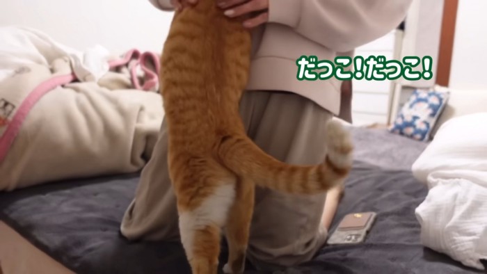 立つ猫