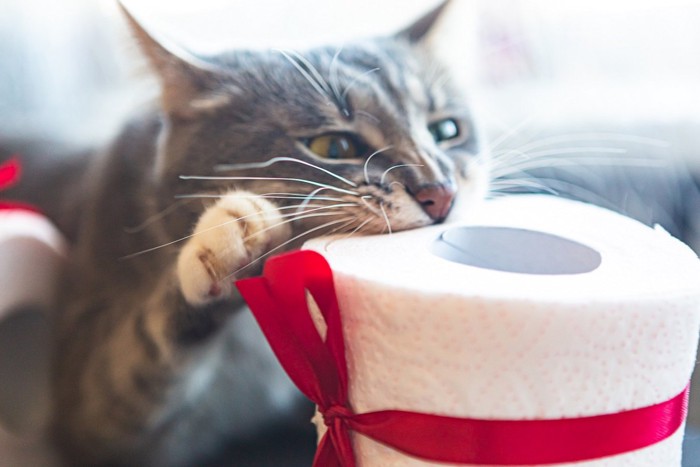 トイレットペーパーに噛み付く猫