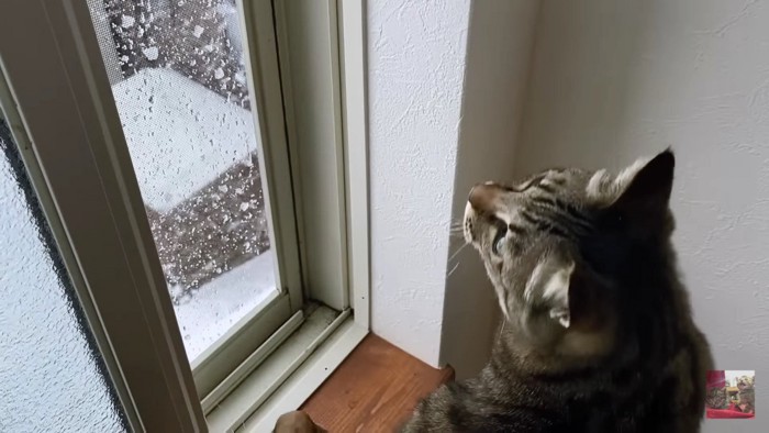 窓の外の雪を見る猫