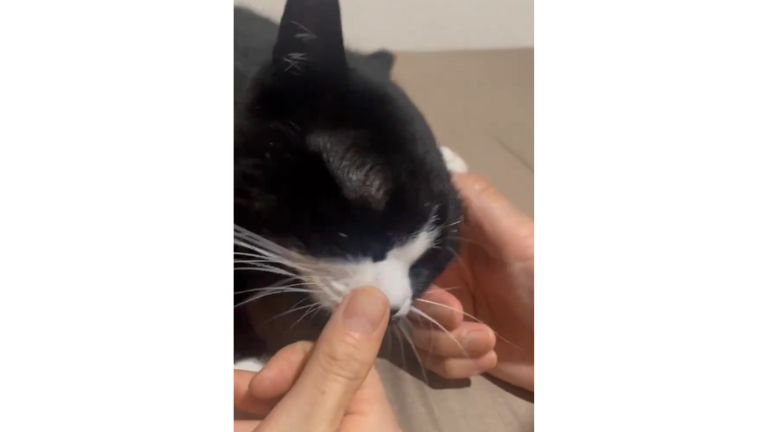 室内にいる猫