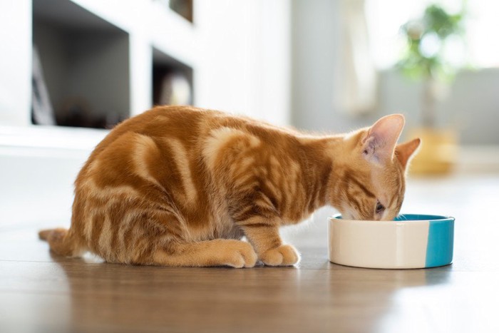 食事中のトラ猫