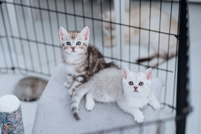 ケージでくつろぐ2匹の子猫