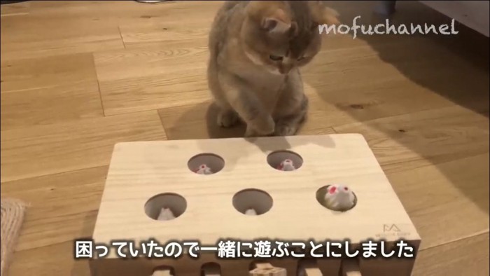 もぐらたたきで遊ぶ猫