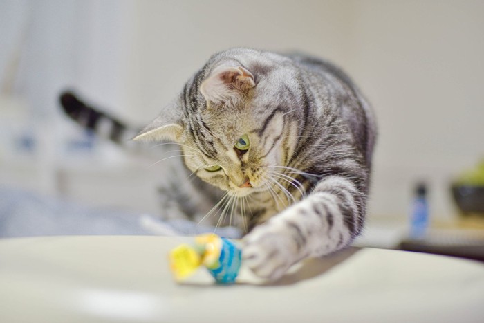 キャンディで遊ぶ猫