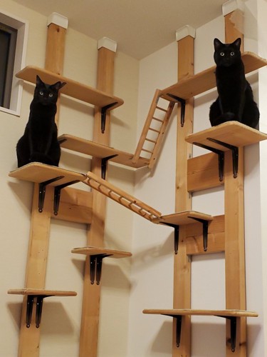 キャットステップに乗る猫