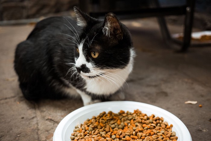 餌を食べる猫