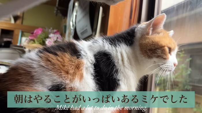 テロップ「朝はやることが~」