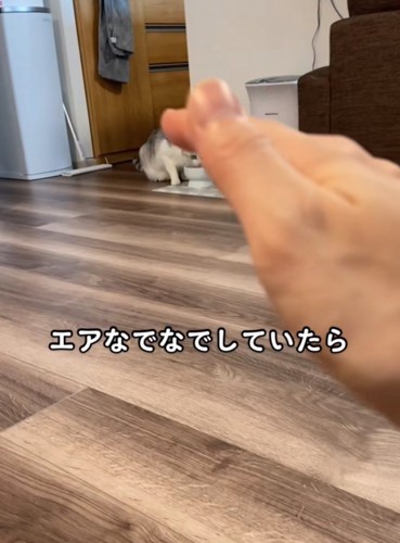猫に手をかざす