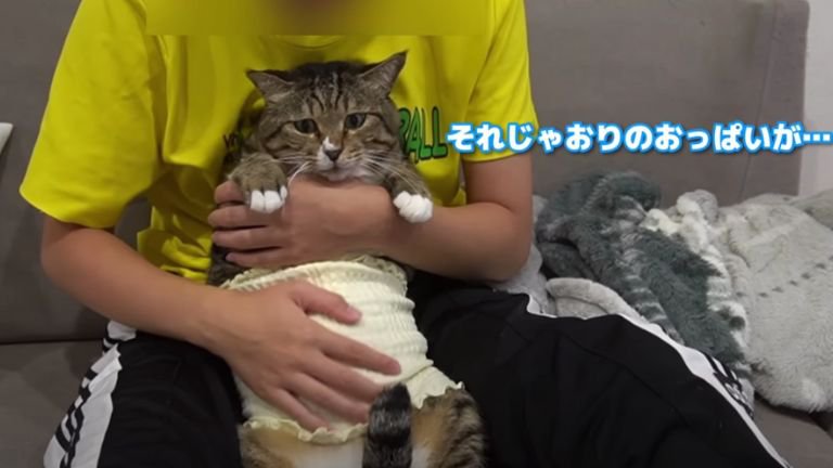 腹巻している猫