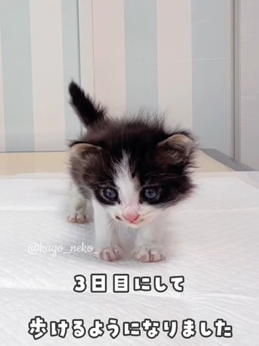 立っている子猫