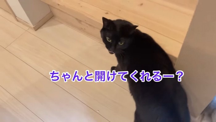 振り向いて鳴く猫