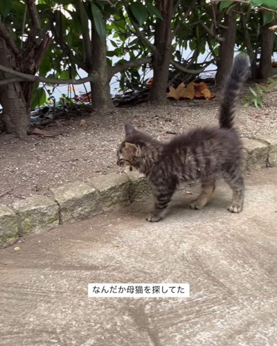 鳴いている子猫