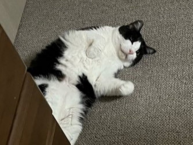 床に転がって遊んでいる猫