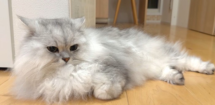 白グレー猫