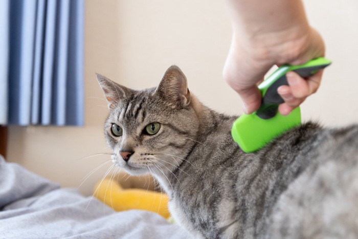 ブラッシングされている猫