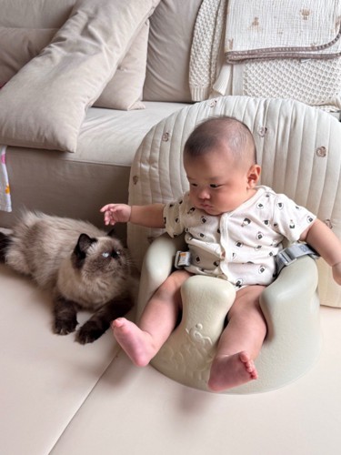 座る赤ちゃんを見る猫