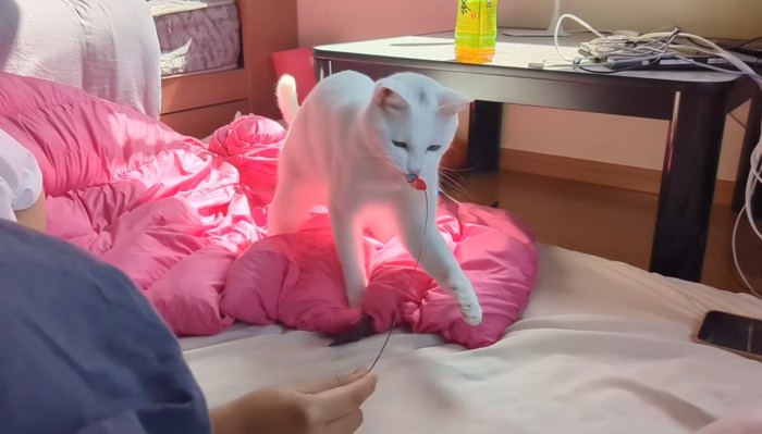 猫じゃらしを咥える猫