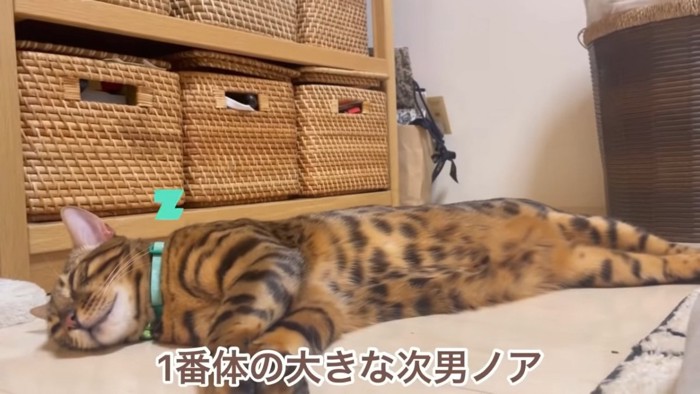 横たわって寝る猫