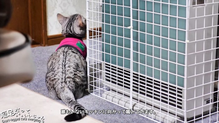 猫の背中