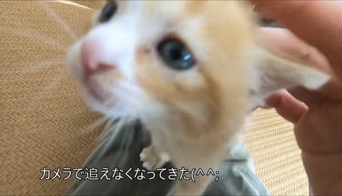 自由に動き回るウラちゃん