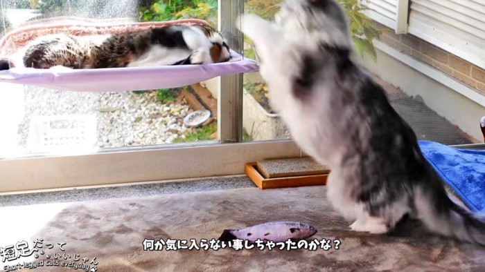 立ち上がる長毛猫