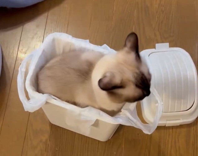 箱の中で座る猫