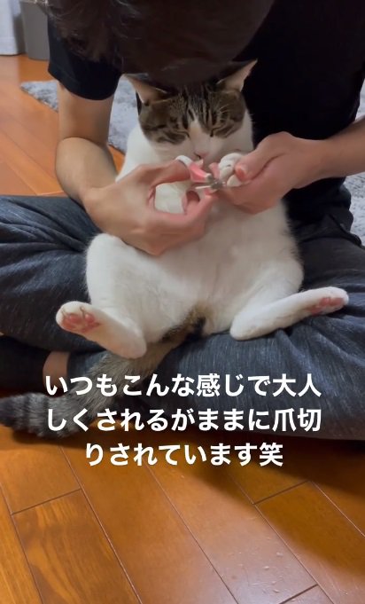 爪を切られる猫