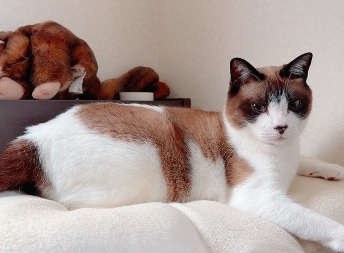 成長した猫
