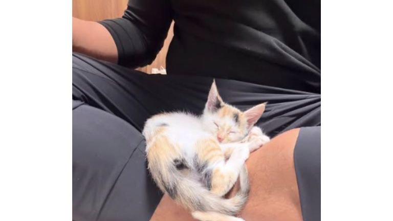 寝ている子猫