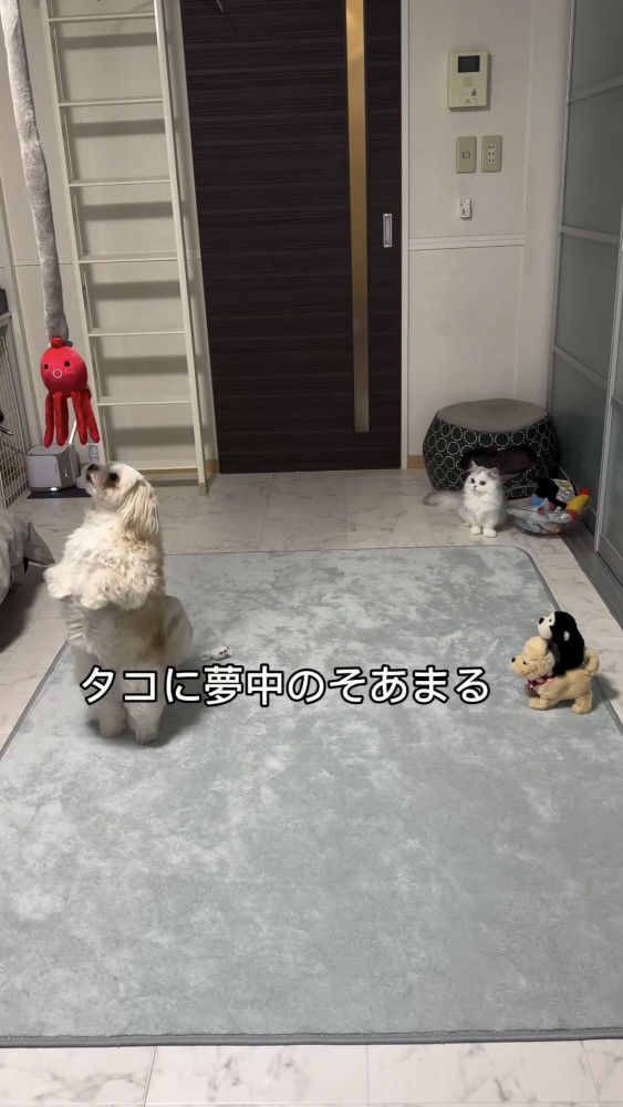 ぬいぐるみで遊ぶ犬