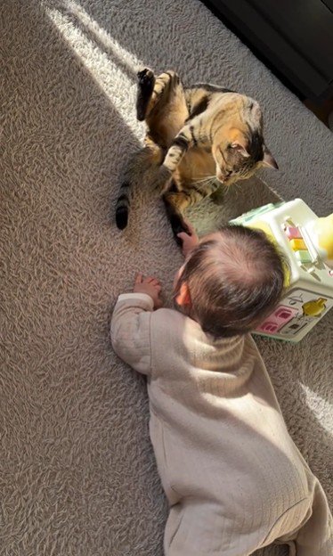 床に座っている猫と赤ちゃん