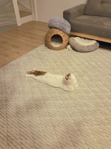 うつ伏せになって真後ろに首を曲げている猫