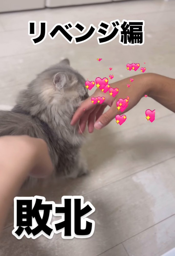 顔を寄せる猫
