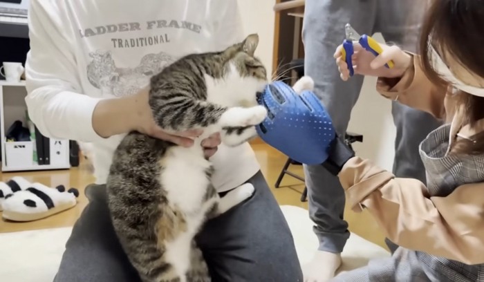 爪を切られて噛みついて抵抗する猫