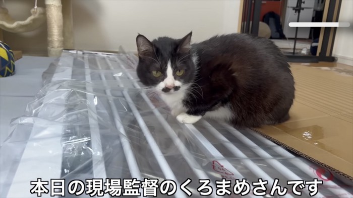 柵の上に乗る猫