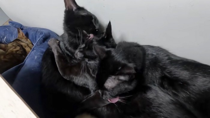 挟まれる猫