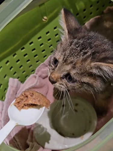 威嚇する子猫