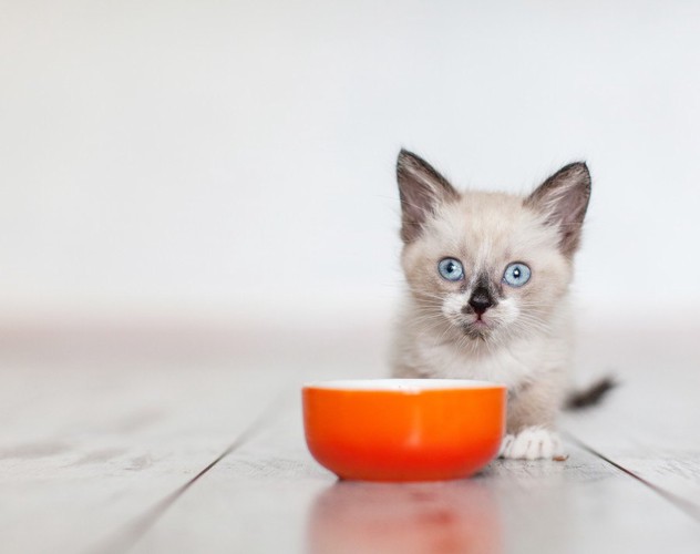 ご飯と子猫