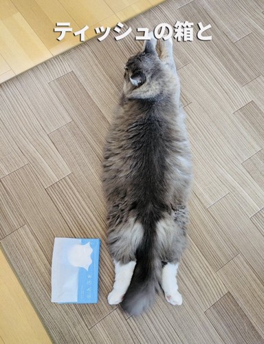 ティッシュ箱の隣に寝そべるサイベリアン