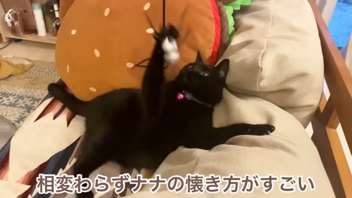 おもちゃに前足を伸ばす猫