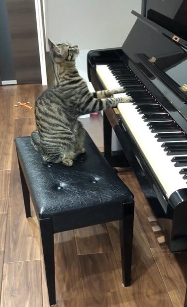 鍵盤を押している猫