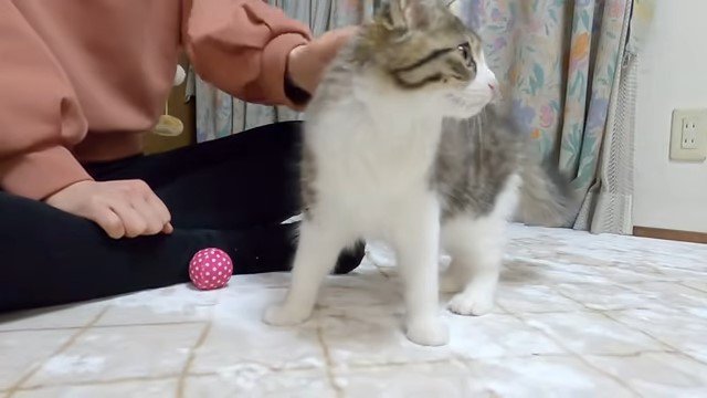 猫を撫でる女性