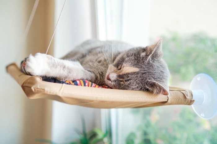 .お気に入りの場所で眠る猫