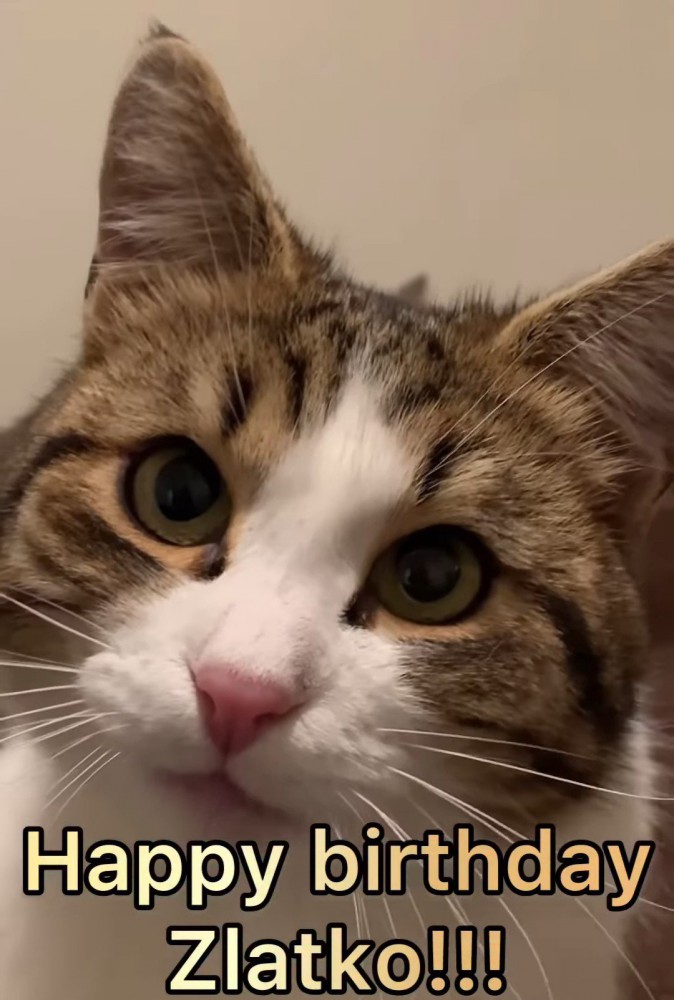猫の顔