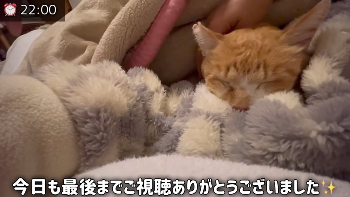 寝ている猫