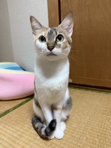 おすわりする猫