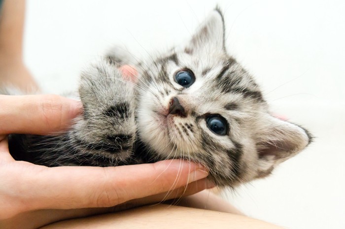 飼い主の手のひらに収まるアメリカンショートヘアの子猫