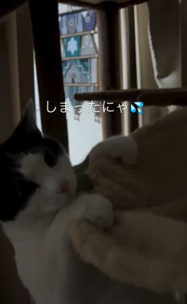 ハンモックに掴まっている猫