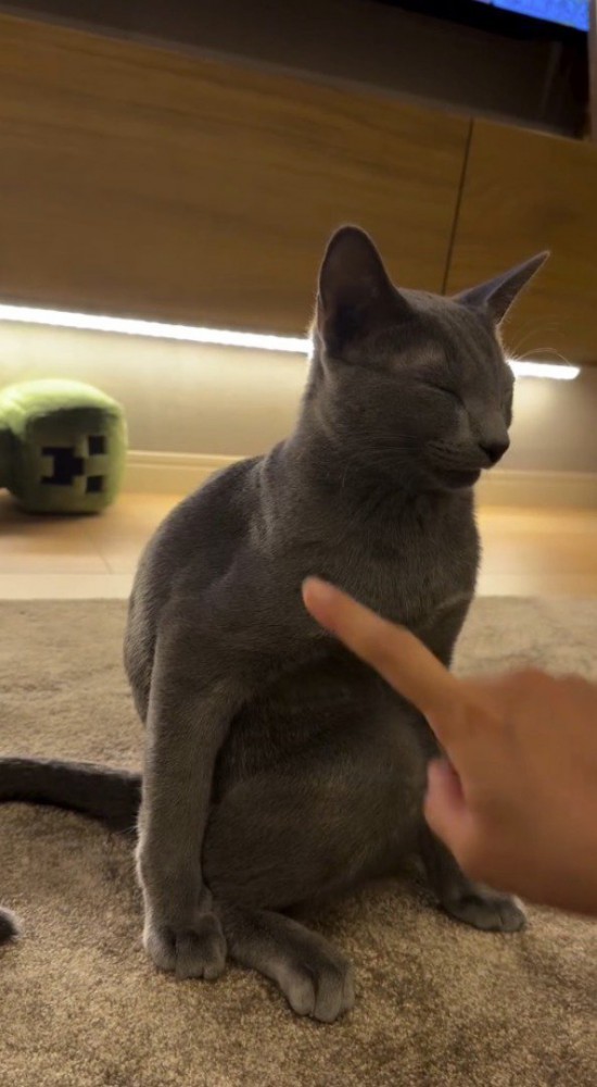 猫に指を近づける飼い主