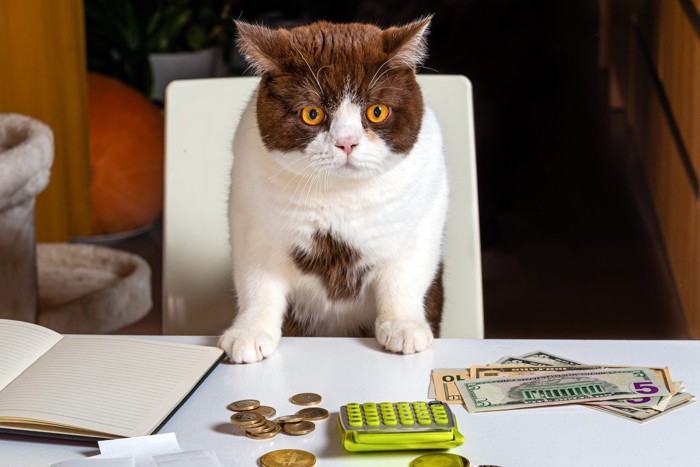 テーブル手を突く猫とお金